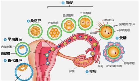 胎儿周数