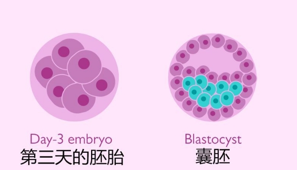 胚囊着床