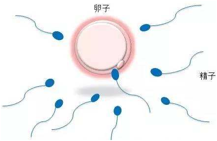胎儿畸形