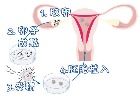 胎儿发育