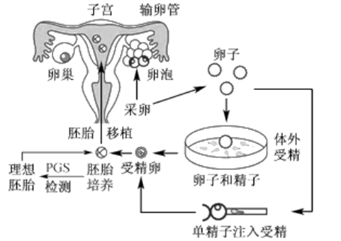 胎儿正常值参考表