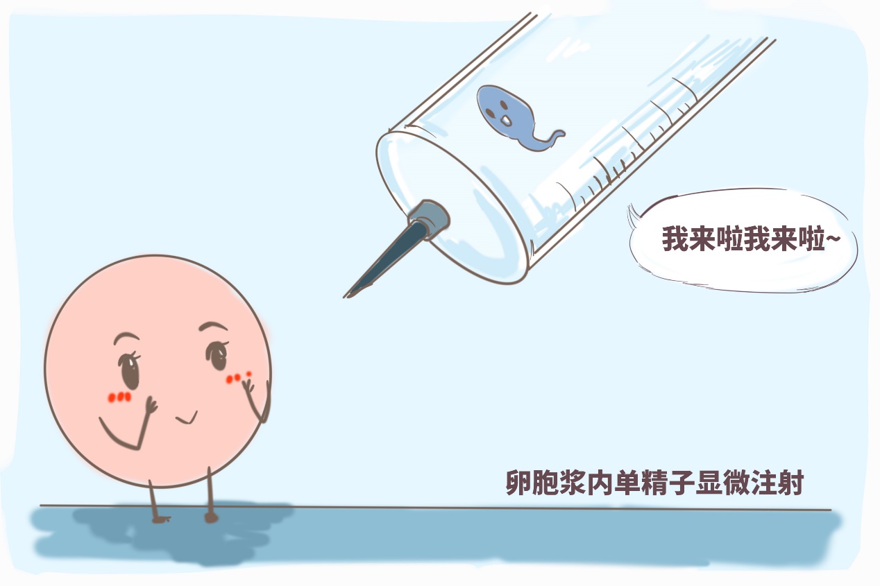 胎儿