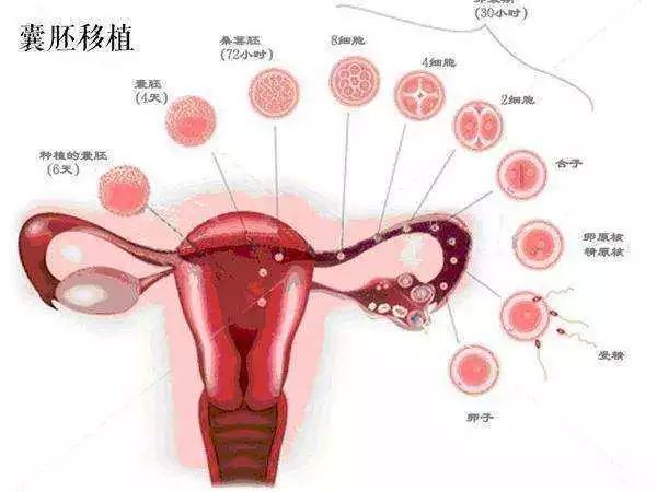 胎儿