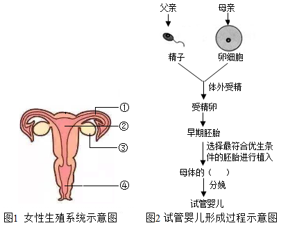 胎儿周数对照表