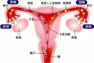 胎儿正常发育