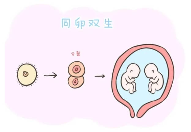 胎儿