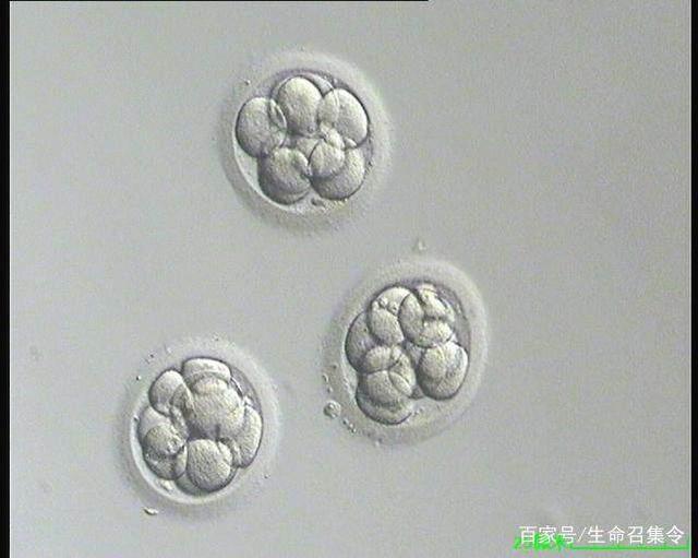 胚胎着床出血