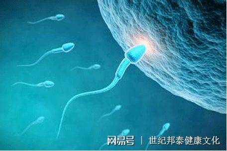 胚胎着床