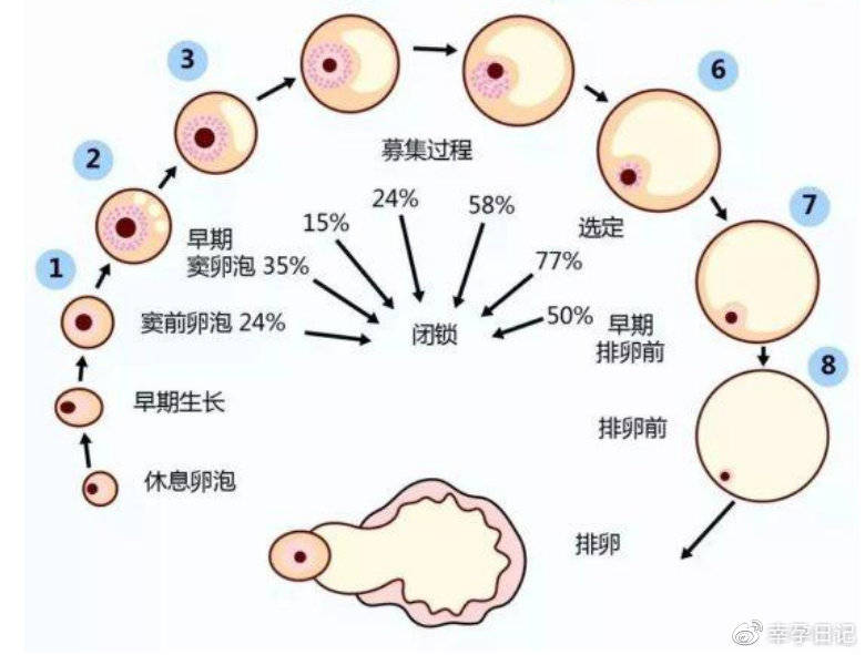 胚胎着床