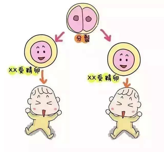 胚胎停育