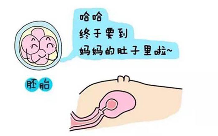 胚胎内出血