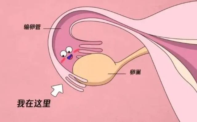 胚胎停止发育