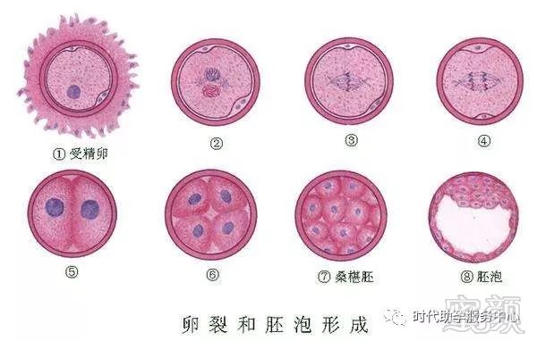 胚胎着床