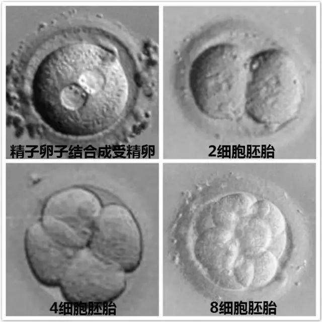 胚胎着床