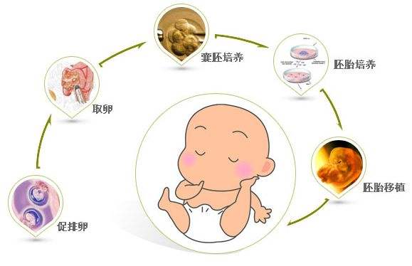 胚胎着床