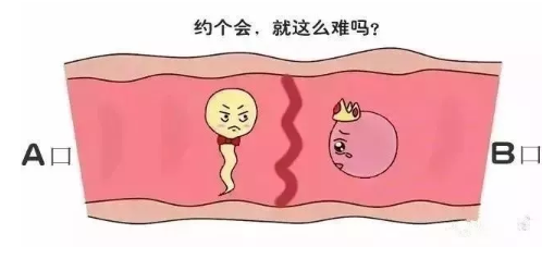 胚胎停育