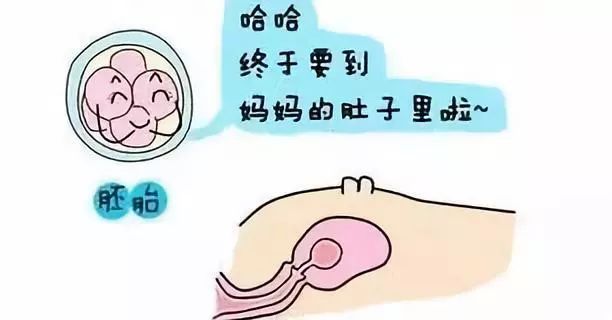 胚胎着床