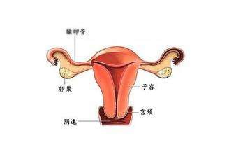 胚胎着床