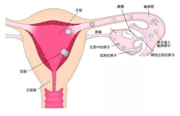 胚胎着床出血