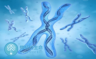 胚胎着床