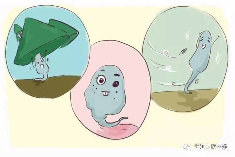 胚胎着床